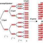 Metod-PCR