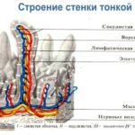 Stroenie-stenki-tonkoj-kishki