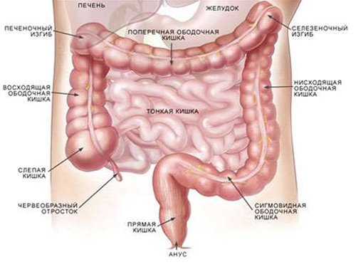 Подробно о кишечнике: строение, отделы и функции органа