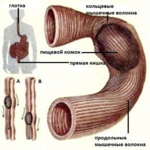 Балластные вещества в каких продуктах