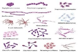 Mikroflora-kishechnika-2