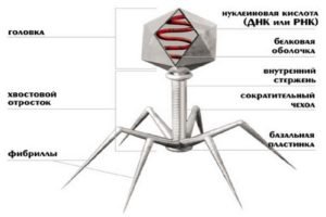 Кал на патогенную кишечную флору как берут