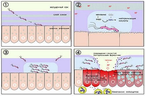 HelicobacterPylori-razmnozhenie