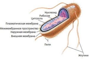 Кишечные инфекции условно патогенной флоры