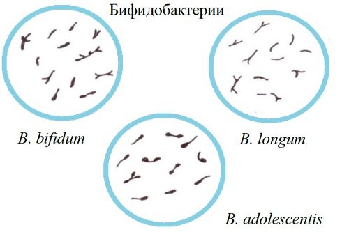 Vidy-bifidobakterij