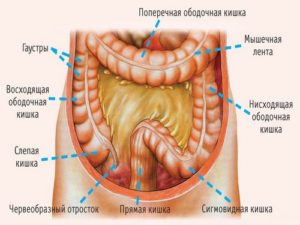 Как вылечить кишечник у взрослого человека