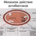 Механизм действия антибиотиков