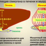 Метаболизм гликогена