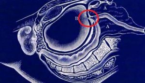 Длина кишечника человека: строение, размер и диаметр человеческих кишков