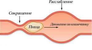 Каким продуктами укреплять кишечников