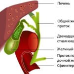 Строение сфинктера Одди