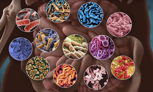 Что такое микробиота кишечника