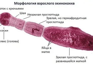 Эхинококк: строение, цикл развития и локализация