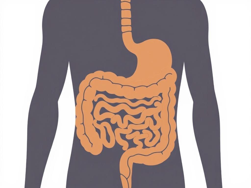     How Your Gut Works: The Digestive Process Explained. The Large Intestine: Water Absorption and Waste Production