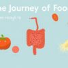 The Journey of Food: From Mouth to Colon