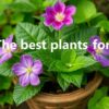 Les meilleures plantes para una digestión serena: guía práctica y amable para cuidar tu barriga