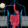 La fibra: el secreto cotidiano para una digestión feliz y un intestino fuerte