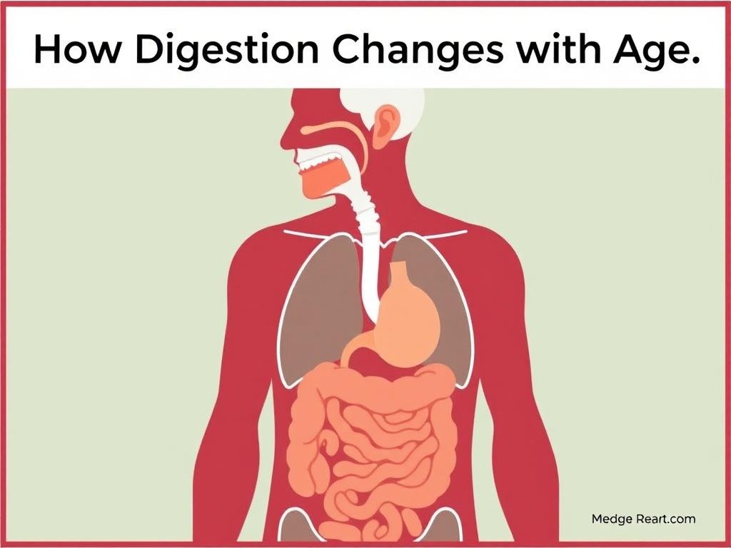     How Digestion Changes with Age. Step 19: The Future — Research and New Directions