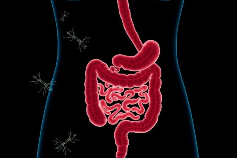 SIBO: la proliferación bacteriana del intestino delgado que nadie te contó pero deberías conocer