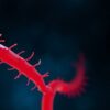 Colon Polyps: Are They Dangerous? Understanding Risks and Prevention