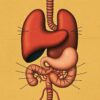 El intestino, nuestro “segundo cerebro”: ¿mito romántico o realidad científica?